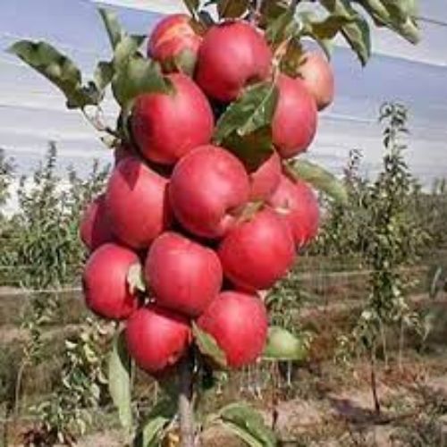 Kashmiri Apple Ber Fruit Plant Manufacturer & Supplier in India